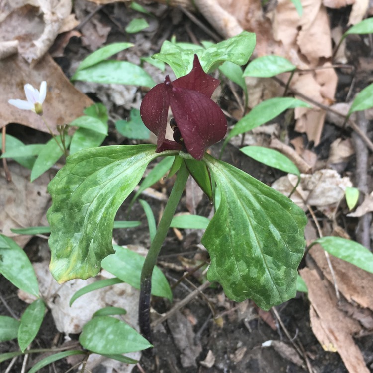 Plant image Trillium chloropetalum var. giganteum syn. Trillium chloropetalum subsp. giganteum, Trillium chloropetalum var. rubrum