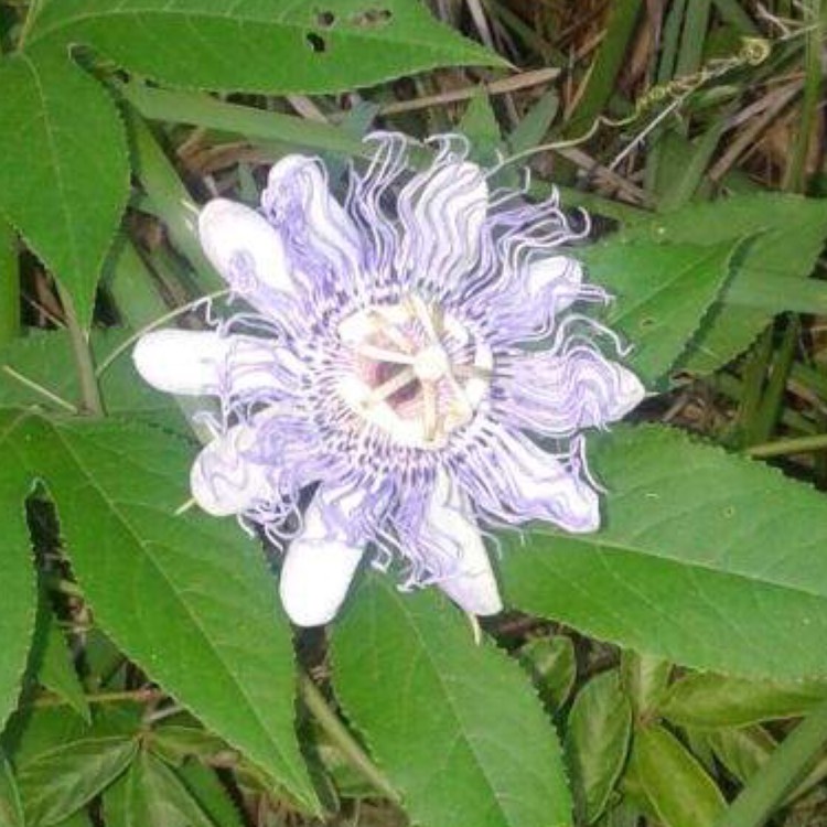 Plant image Passiflora edulis 'Nellie Kelly'