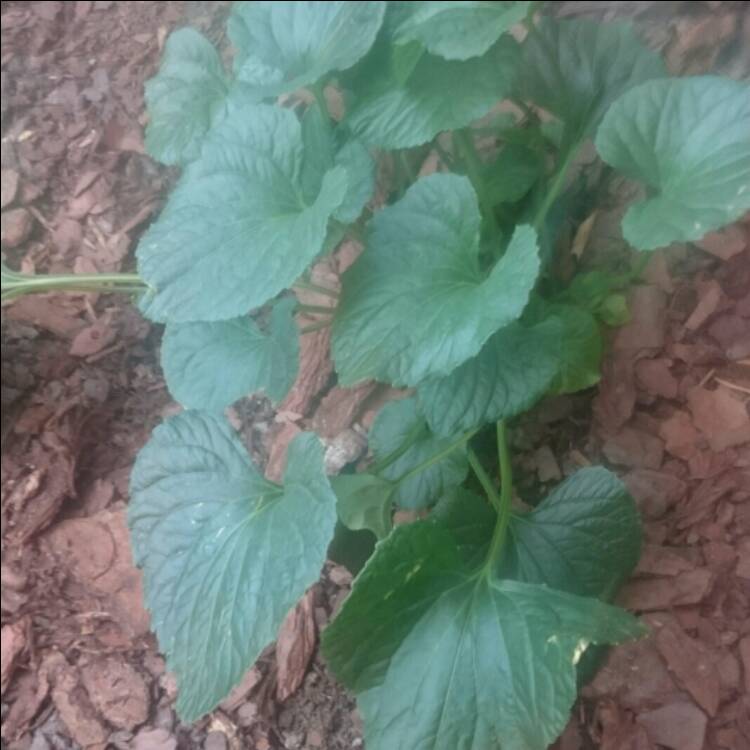 Plant image Viola odorata 'White Czar'