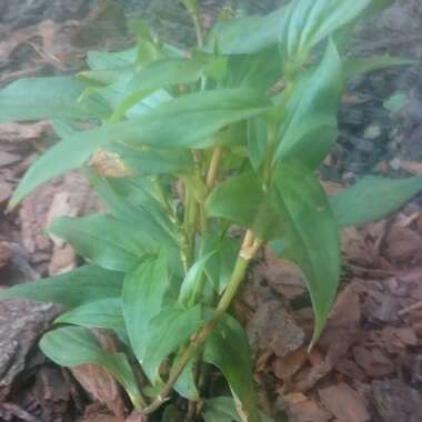 Toad Lily 'Dark Beauty'