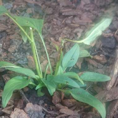 Coneflower 'Green Jewel'