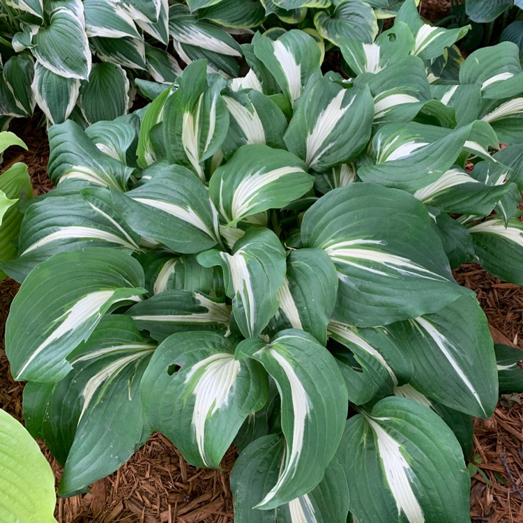 Plant image Hosta 'Night Before Christmas'