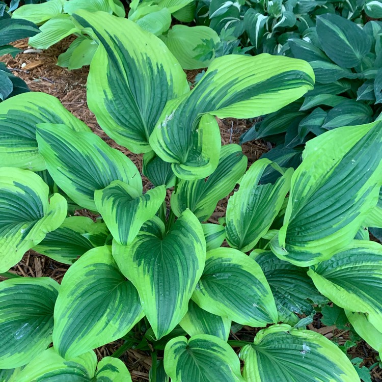 Plant image Hosta 'Aureomarginata' (ventricosa) syn. Hosta ventricosa 'Aureomarginata', Hosta 'Variegata' (ventricosa), Hosta 'Ventricosa Variegata'