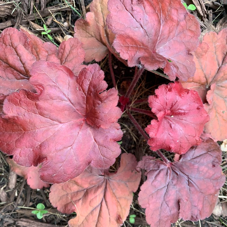 Plant image Heuchera 'Fire Alarm'