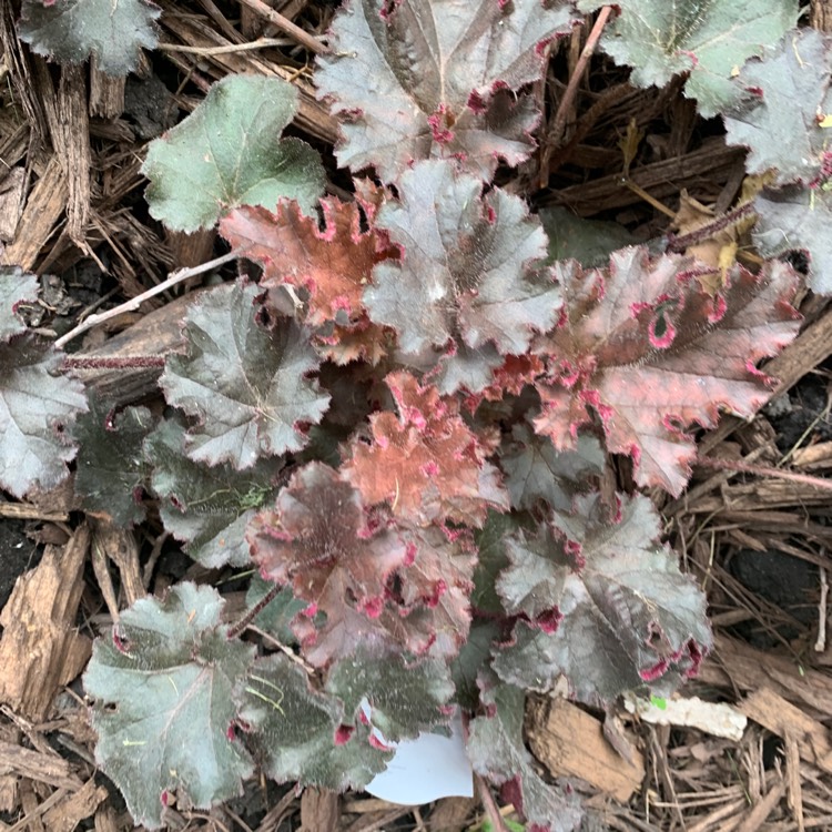 Plant image Heuchera 'Melting Fire'