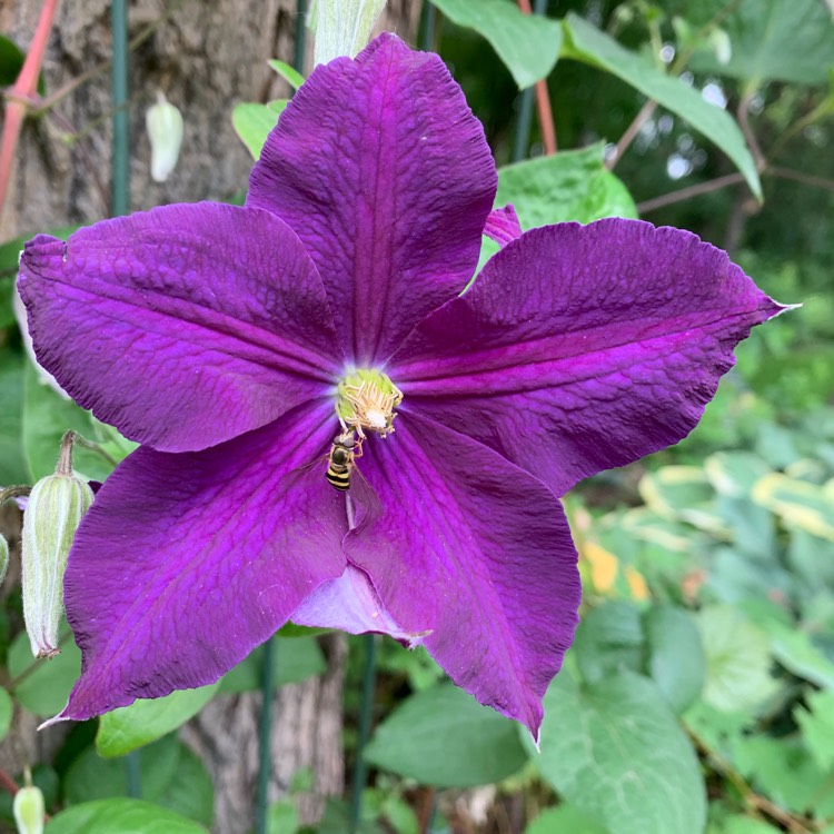 Plant image Clematis 'Jackmanii Superba'