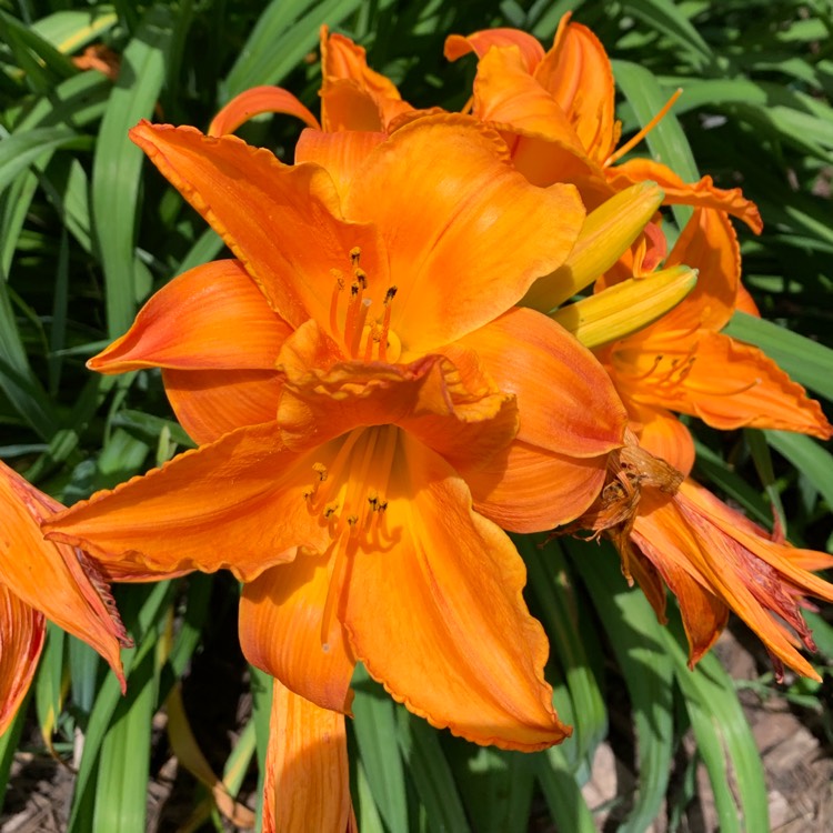 Plant image Hemerocallis 'Mauna Lowa'