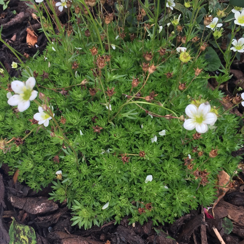 Plant image Saxifraga 'White Pixie'