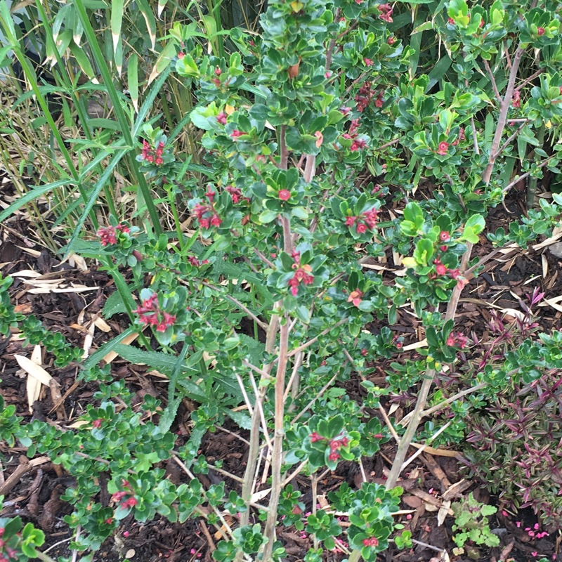 Plant image Escallonia 'Apple Blossom'