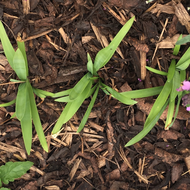 Plant image Agapanthus 'Liam's Lilac'