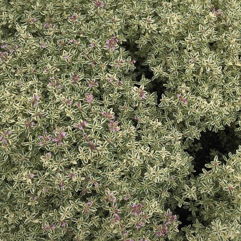 Plant image Thymus 'Silver Queen'