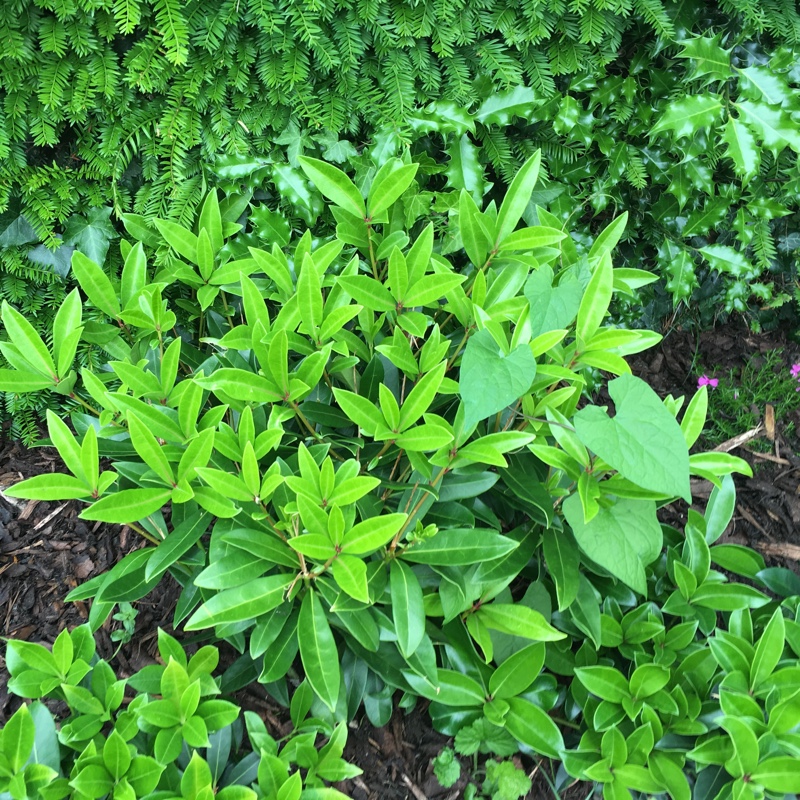 Plant image Skimmia x confusa 'Kew Green'