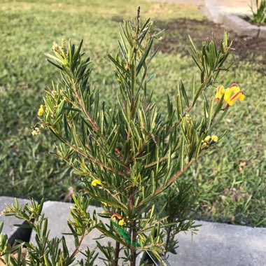 Grevillea alpina x rosmarinifolia 'Gold Rush'