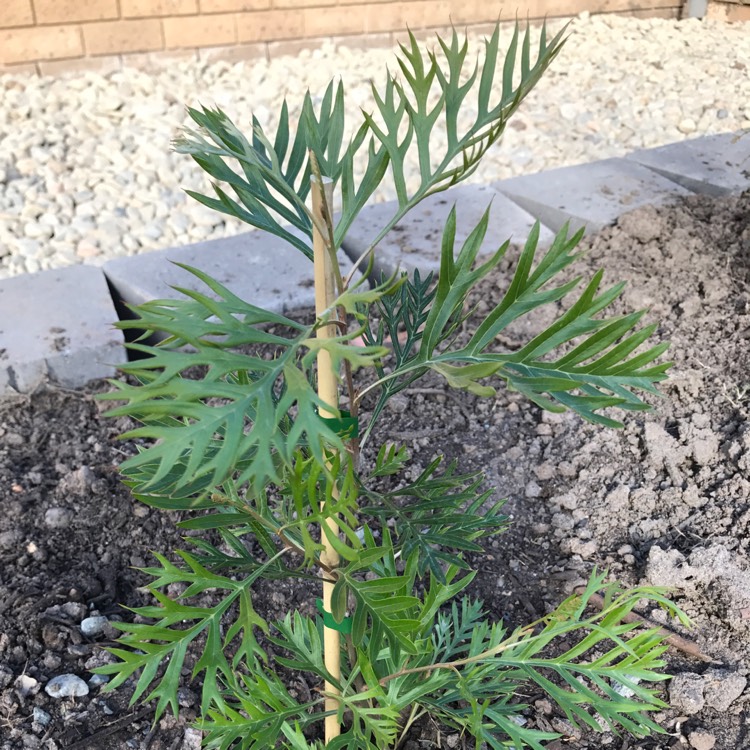 Plant image Grevillea banksia x G. bipinnatifida 'Little Robyn'