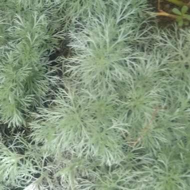 Artemisia schmidtiana