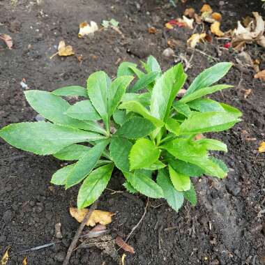 Hellebore