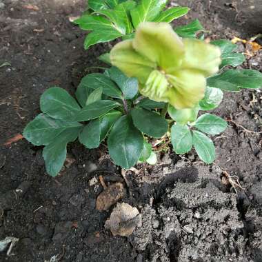 Hellebore 'Christmas Carol'