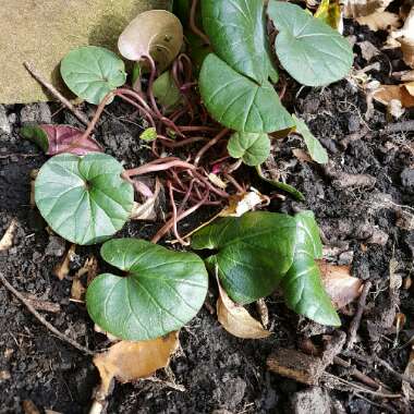 Cyclamen (Species) Eastern Sowbread