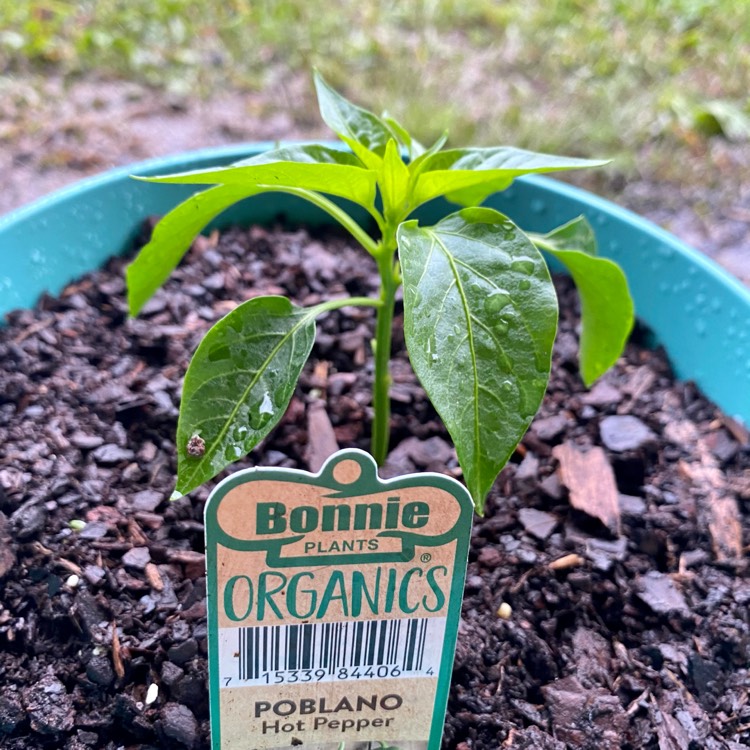 Plant image Capsicum Annuum 'Poblano'