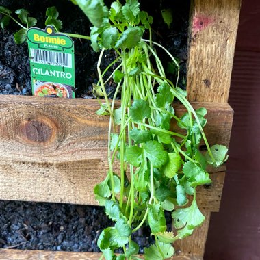 Coriander 'Calypso'