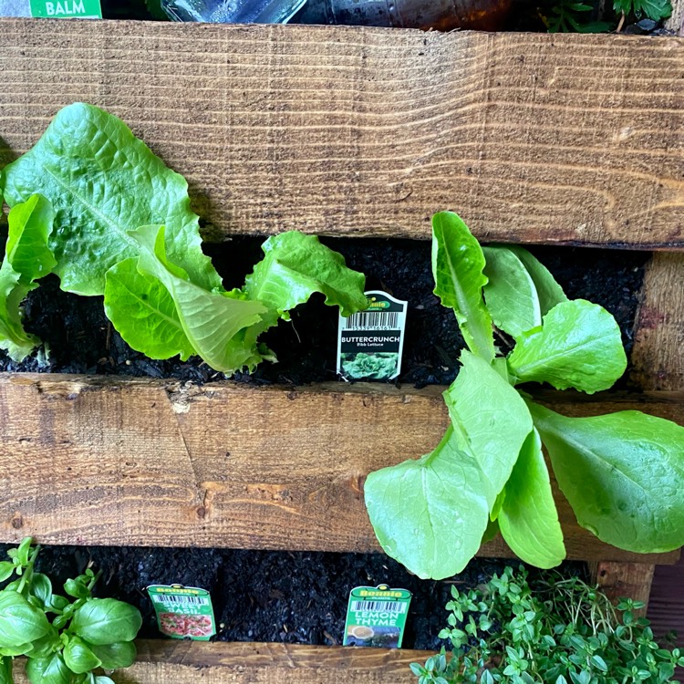 Plant image Lactuca Sativa 'Buttercrunch'