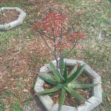 Aloe