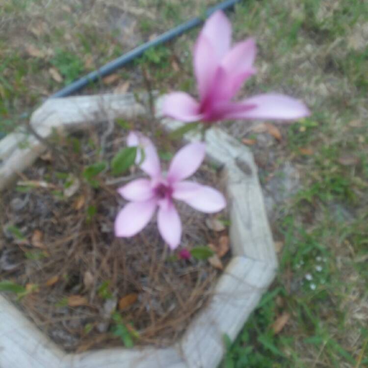 Plant image Magnolia 'Kobus'