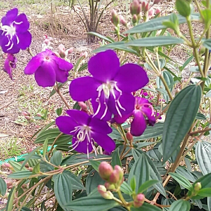 Plant image Tibouchina