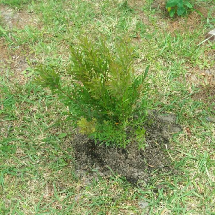 Plant image Callistemon Laevis