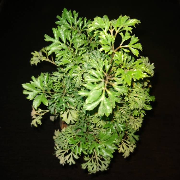 Plant image Polyscias Fruticosa