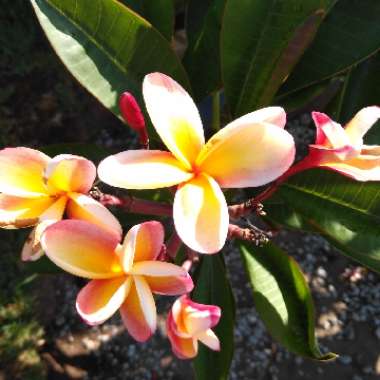 Frangipani 'Celadine'