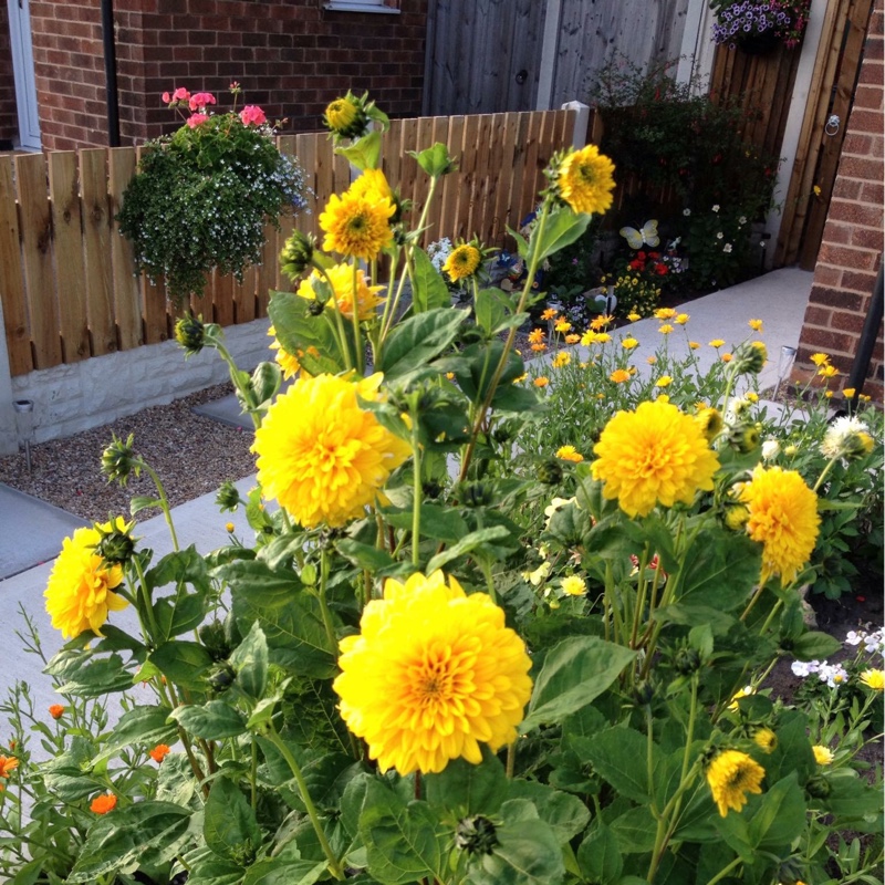 Perennial sunflower 'Sunshine Daydream'