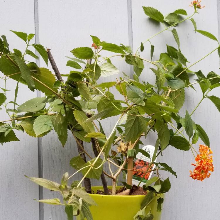 Plant image Lantana camara 'Miss Huff'