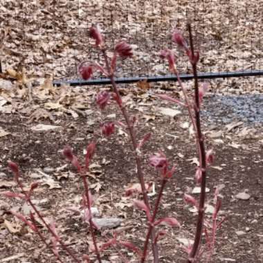 Japanese Maple 'Wilson's Pink Dwarf'