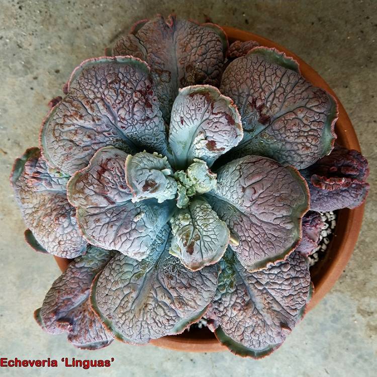 Plant image Echeveria Linguas