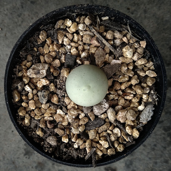 Plant image Conophytum Calculus