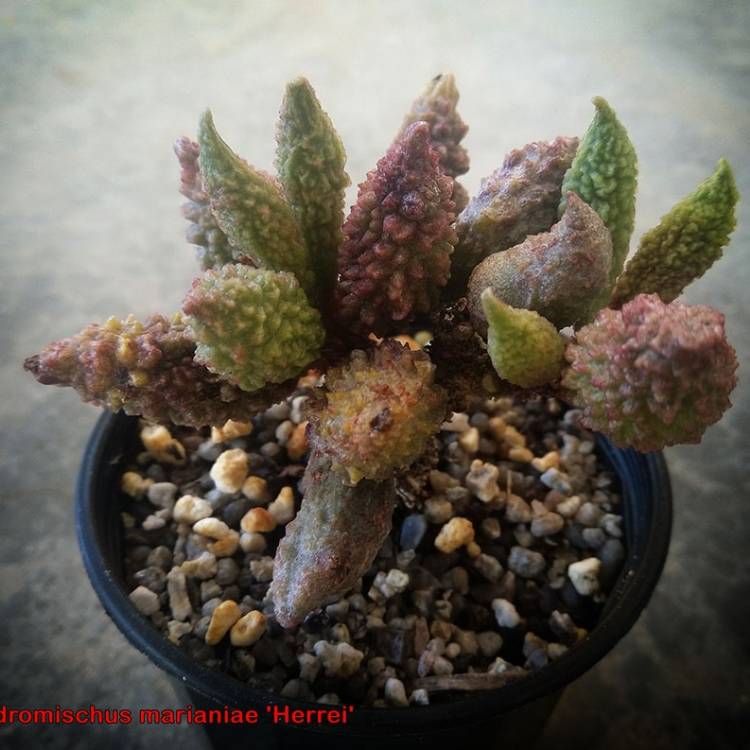 Plant image Adromischus marianae v. herrei