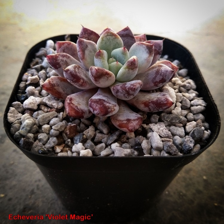 Plant image Echeveria Violet Magic