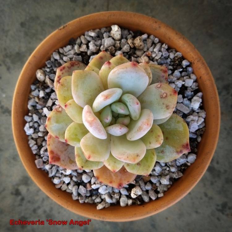 Plant image Echeveria Snow Angel