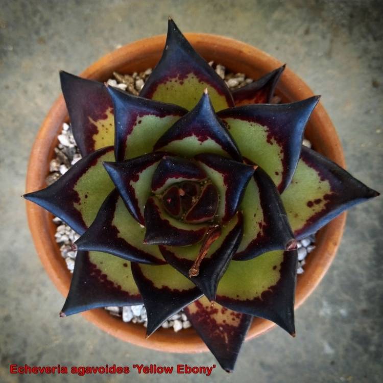 Plant image Echeveria Agavoides Yellow Ebony