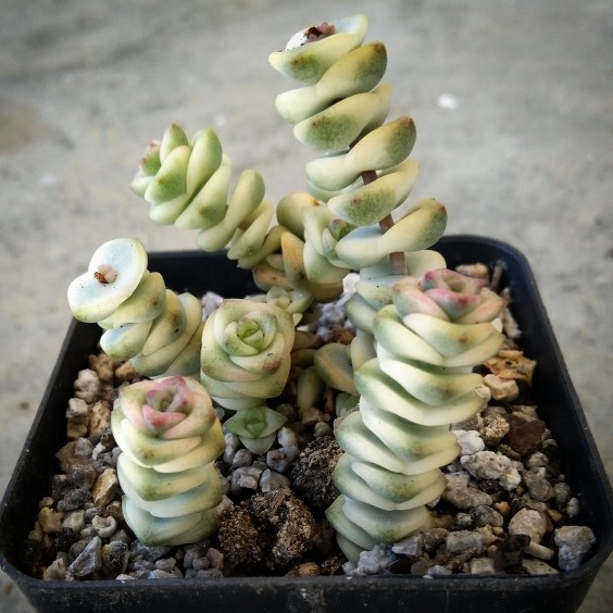 Plant image Crassula Baby's Necklace Variegated