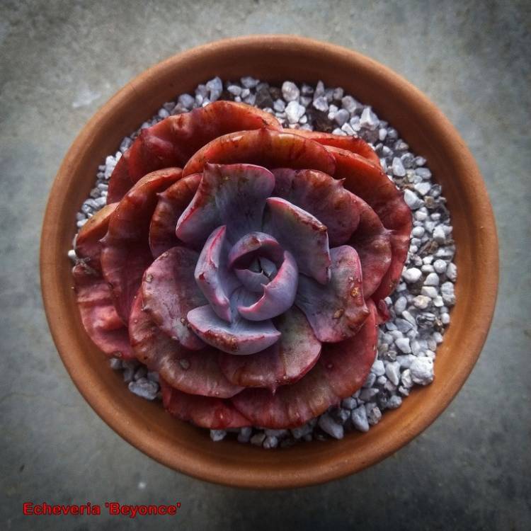 Plant image Echeveria Beyonce 