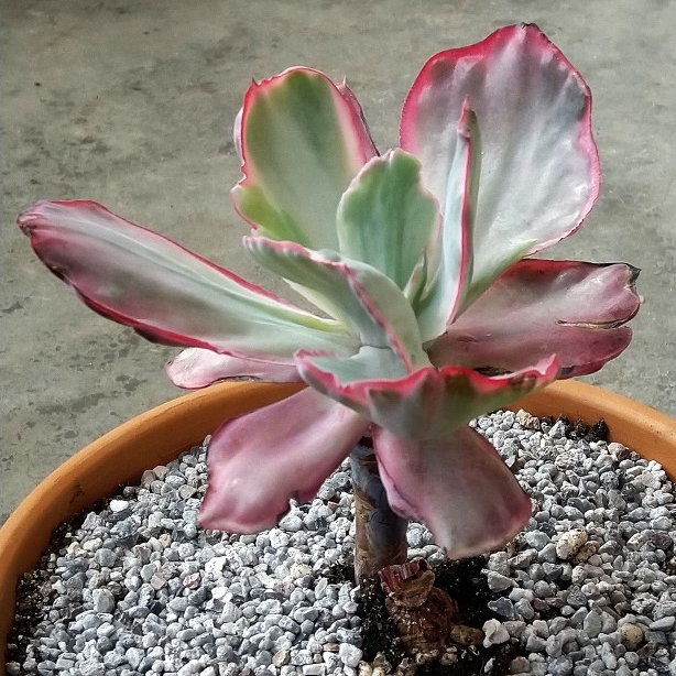 Plant image Echeveria Flying Cloud