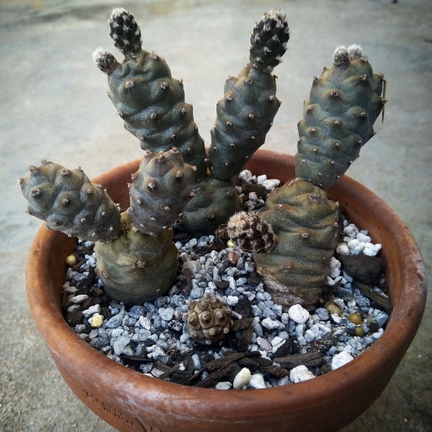 Plant image Tephrocactus articulatus 'Inermis' syn. Tephrocactus articulatus var. inermis