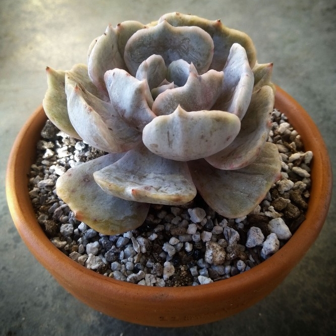 Plant image Echeveria Lilacina Monstrose