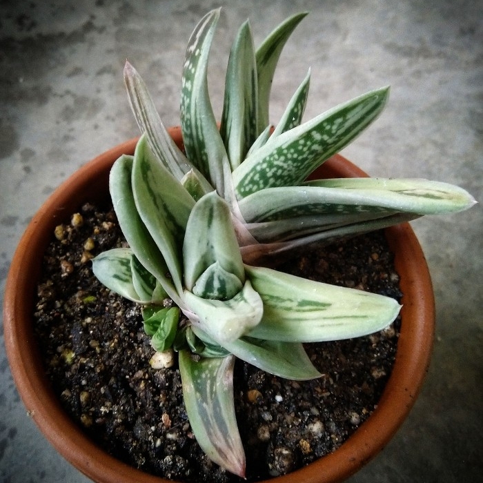 Plant image x Gasteraloe 'Green Ice'