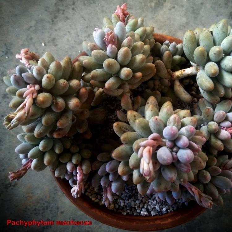 Plant image Pachyphytum machucae