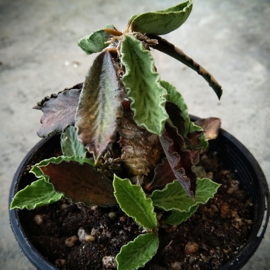 Plant image Euphorbia decaryi