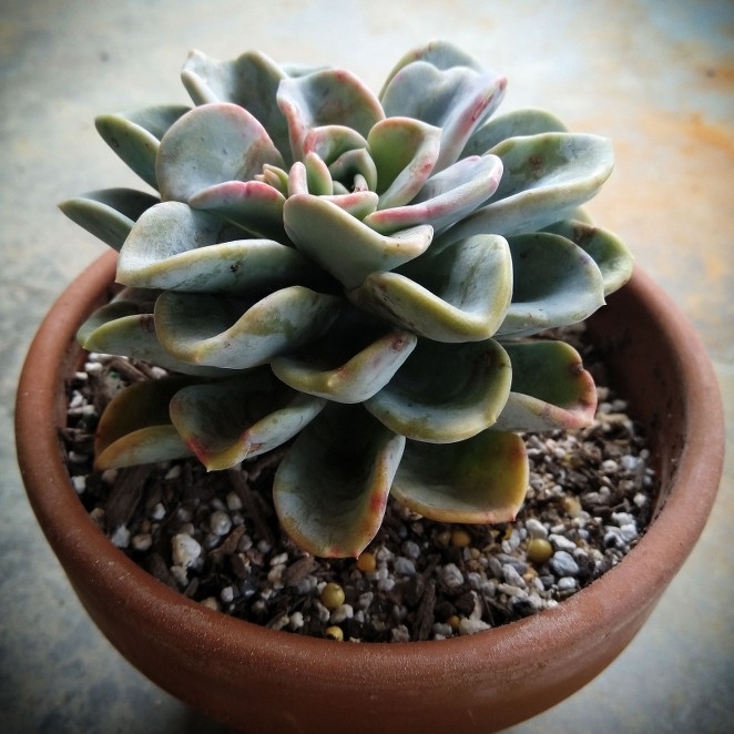 Plant image x Pachyveria Orpet