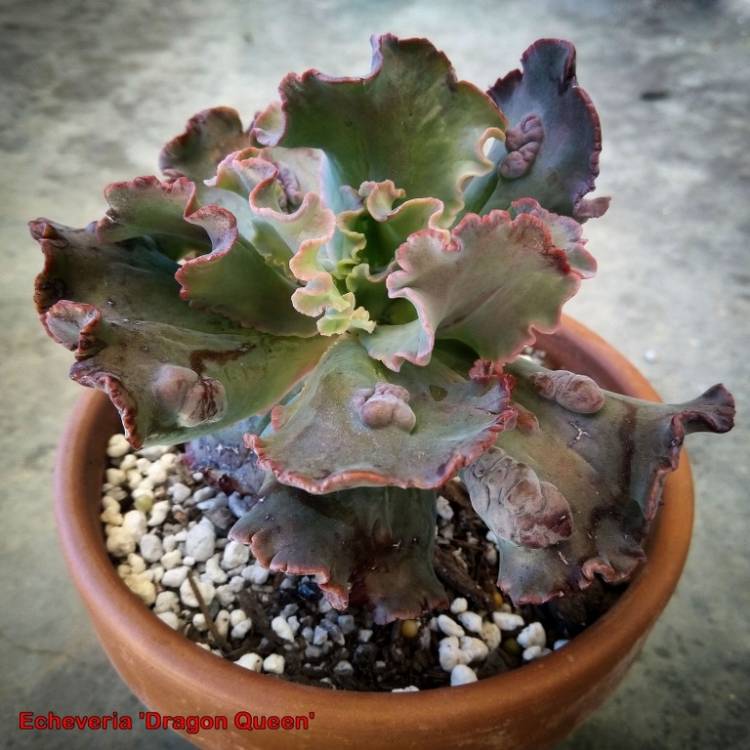 Plant image Echeveria Dragon Queen